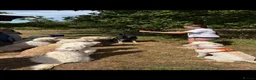 Double Doodle dogs for sale: Double Doodle puppies due August 2026 - Advert 17