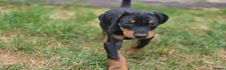 Dobermann dogs for sale: ⭐️⭐️⭐️⭐️⭐️ KC Reg Euro Dobermann male available.  - Advert 2