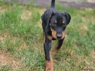 Dobermann dogs ⭐️⭐️⭐️⭐️⭐️ KC Reg Euro Dobermann male available. - Advert 2