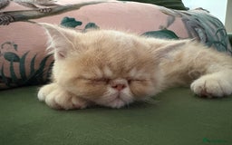 Exotic cats for sale: Last one Gorgeous Exotic boy ready now  - Image 3
