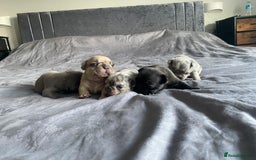 French Bulldog dogs for sale: French bulldog - Image 11