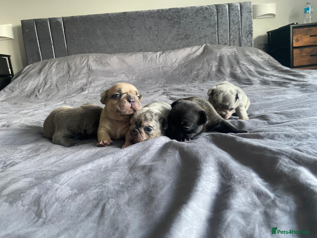 French Bulldog dogs for sale: French bulldog - Image 11