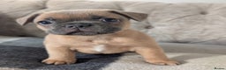 French Bulldog dogs for sale: French bulldog puppy's ready to go! - Advert 21