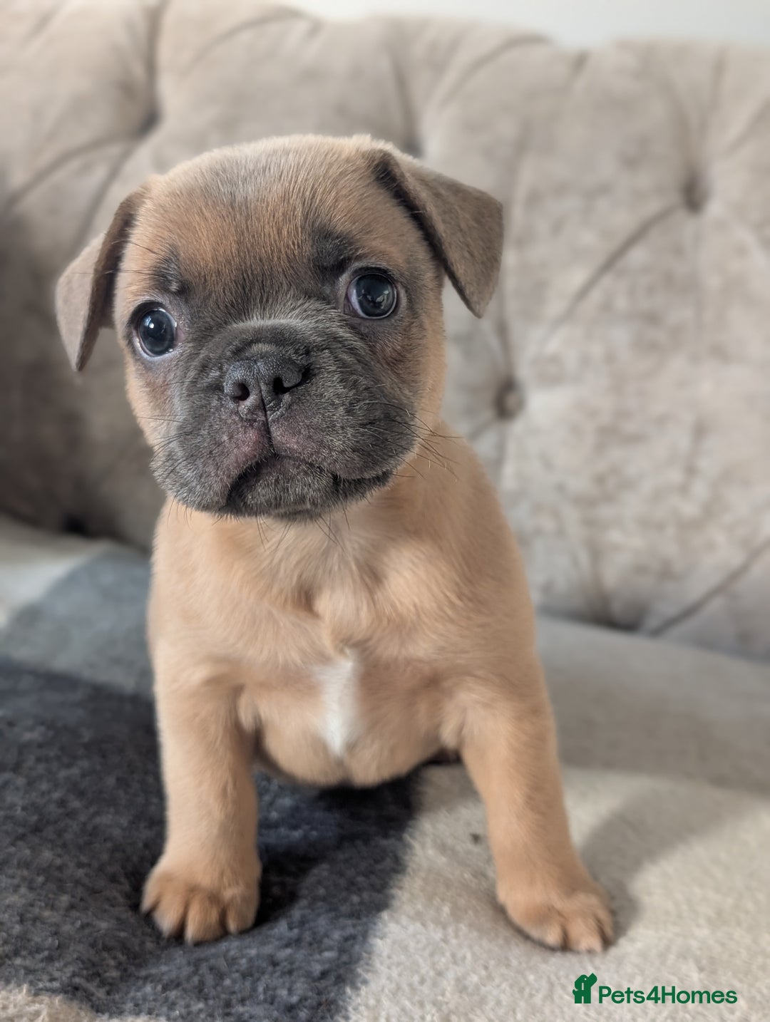 French Bulldog dogs for sale: French bulldog puppy's ready to go! - Advert 21