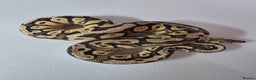Snake reptiles for sale: Ball pythons  - Advert 21