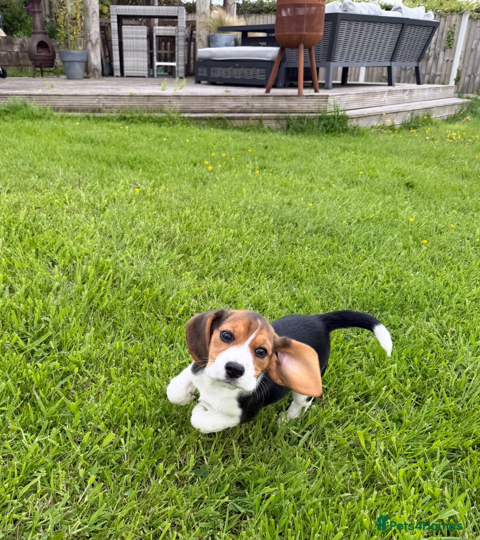 Beagle dogs Stunning KC girl available ready to leave! - Advert 2