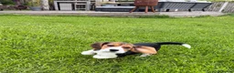 Beagle dogs for sale: Stunning KC girl £1300 ready to leave! - Advert 3