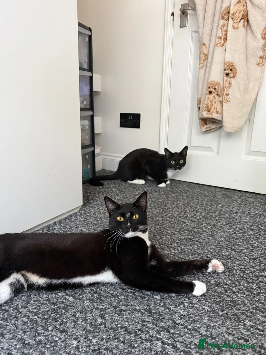 Mixed Breed cats for sale: Stunning Tuxedo Brothers – £400 Each - Advert 2