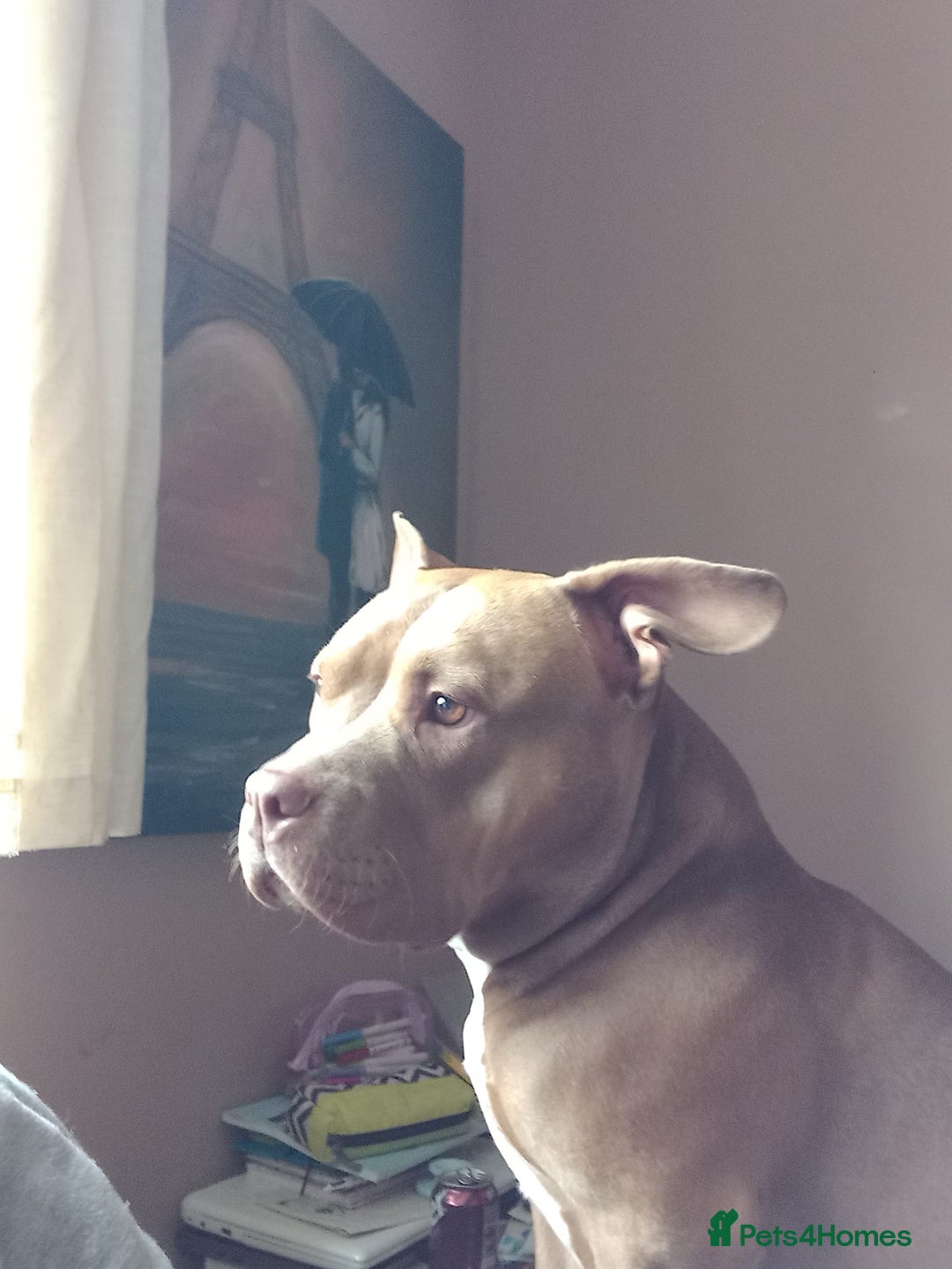 American Bully dogs for sale: Abkc pocket bully bitch  - Advert 1