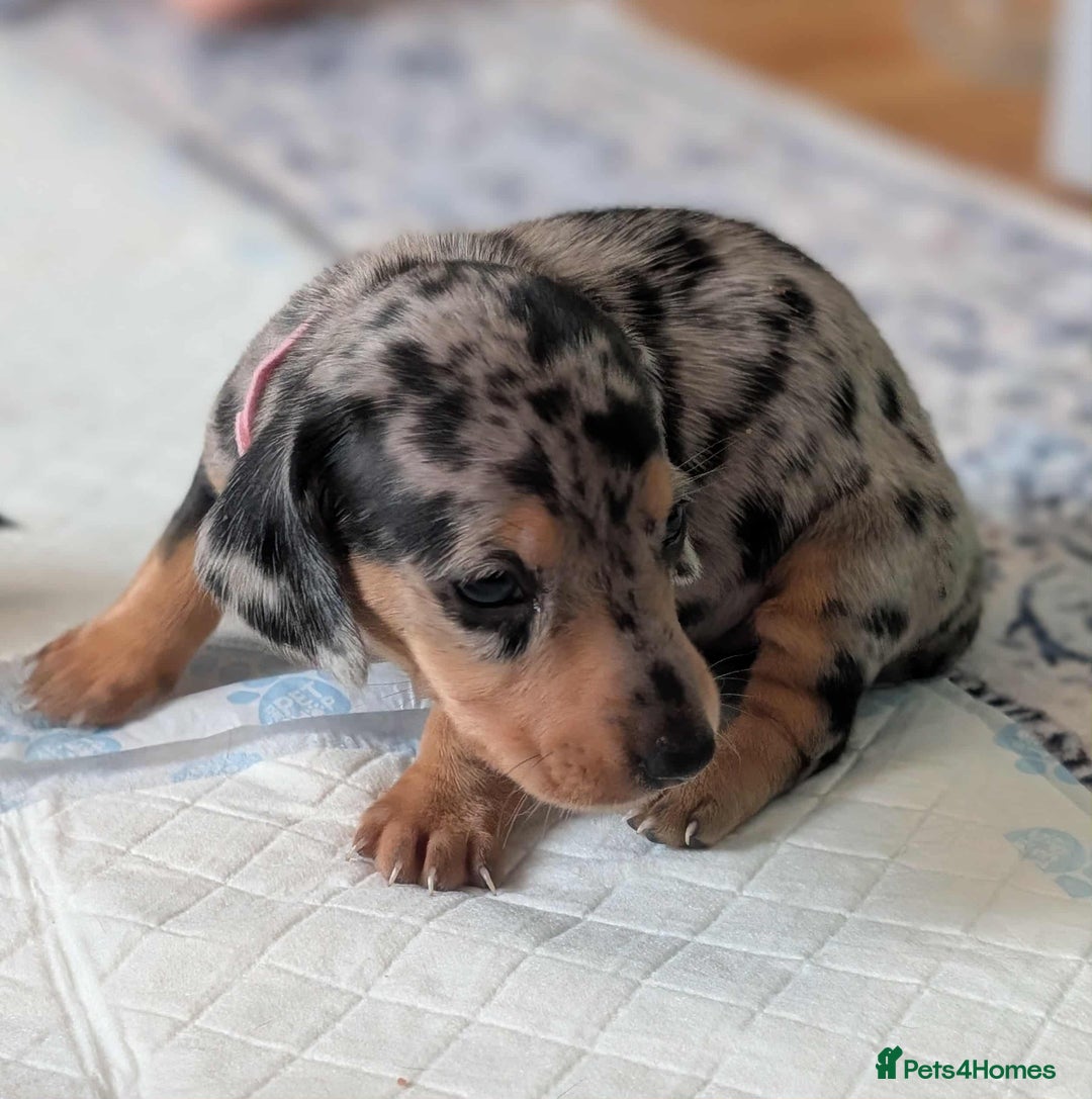 Dachshund dogs for sale: Mini dachshunds - 1 girl available - Image 19