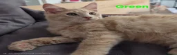 Maine Coon cats for sale: Rare Colour 3/4 Maincoon Ragdoll Mix Kitten - Advert 11