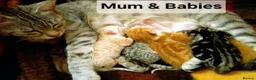 Mixed Breed cats for sale: Beautiful Male kittens - Advert 5