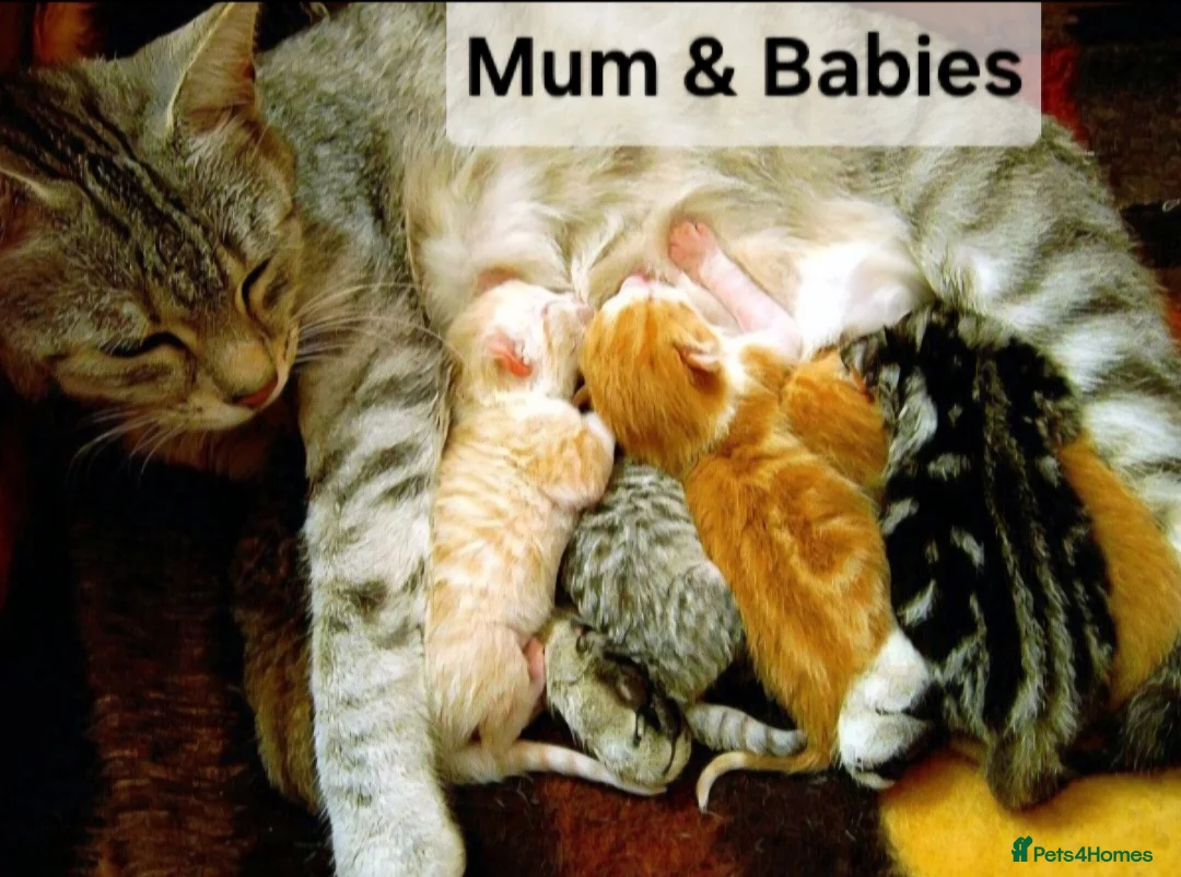 Mixed Breed cats for sale: Beautiful Male kittens - Advert 5