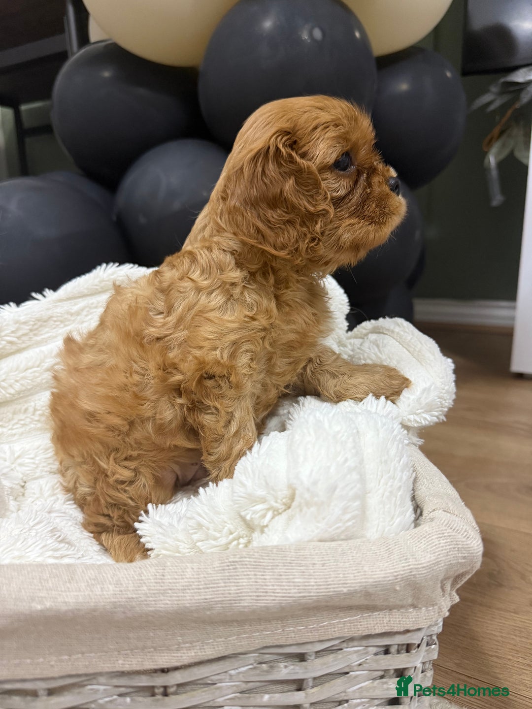 Cavalier King Charles Spaniel dogs for sale: ONE RUBY BOY LEFT Cavalier King Charles  - Image 13