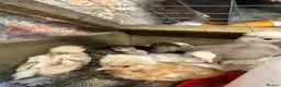 Chickens poultry for sale: Various age & breed chicks Unsexed turkeys poults - Advert 8