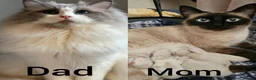 Siamese cats for sale: Beautiful Ragamese girl - Advert 7