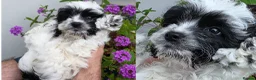 Cockapoo dogs for sale: 3 girl 2 boys May babies (July Home Time) - Advert 24
