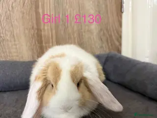 Mini Lop rabbits Beautiful pure mini lop babies - Advert 18