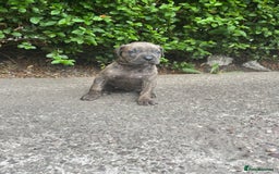 Cane Corso dogs for sale: 4 Cane corso puppy’s  - Image 5