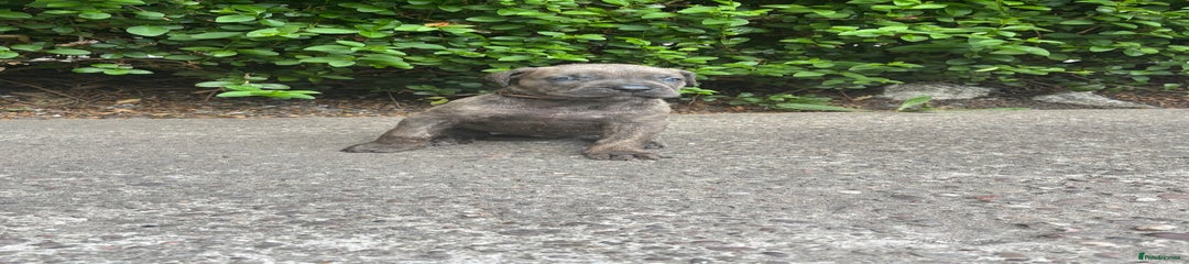 Cane Corso Puppy 2