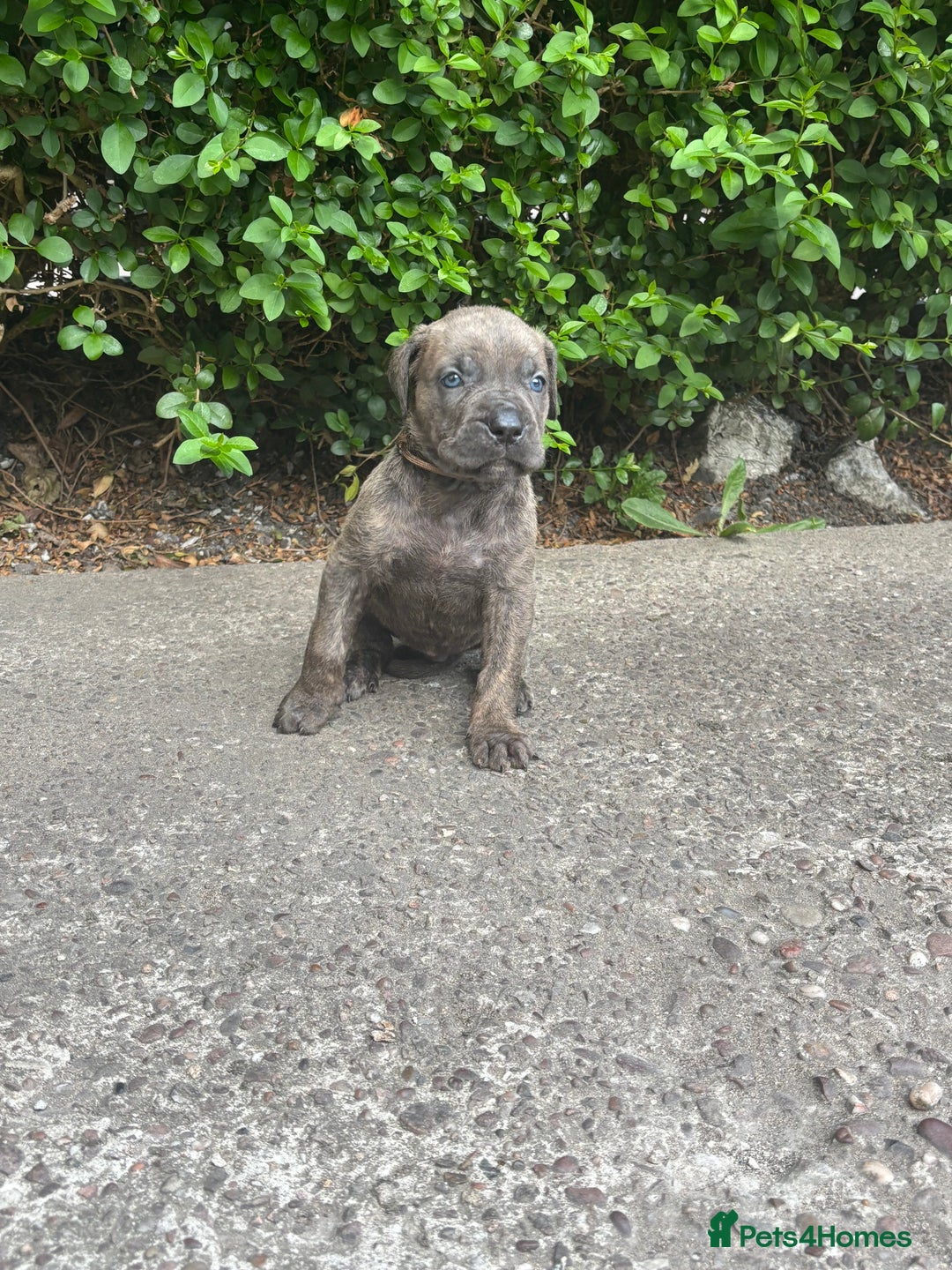 Cane Corso dogs for sale: 4 Cane corso puppy’s  - Image 5