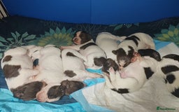 English Springer Spaniel dogs for sale: 🌟 Beautiful Springer Spaniel Litter - Image 1