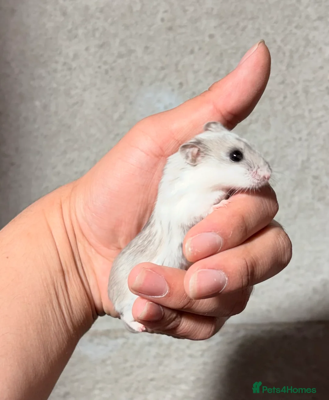 Hamster rodents for sale: PEDIGREE, TAME AND DOCILE CHINESE HAMSTERS - Advert 2