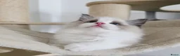 Ragdoll cats for sale: 3 European babies. Champion lines. Tica registered - Advert 10