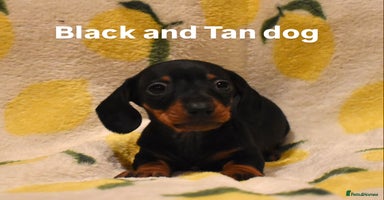 Miniature Dachshund dogs - Advert 12