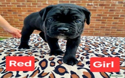 Cane Corso dogs for sale: Pedigree Cane Corso Puppies  - Image 14