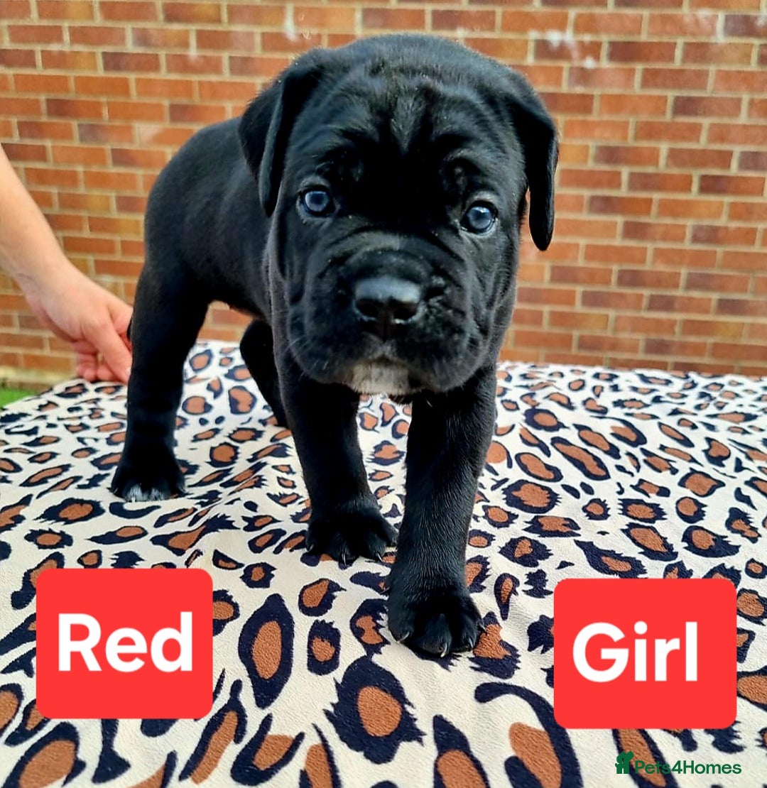Cane Corso dogs for sale: Pedigree Cane Corso Puppies  - Image 14