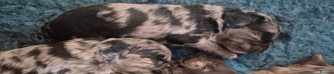 Cockapoo Puppy 2