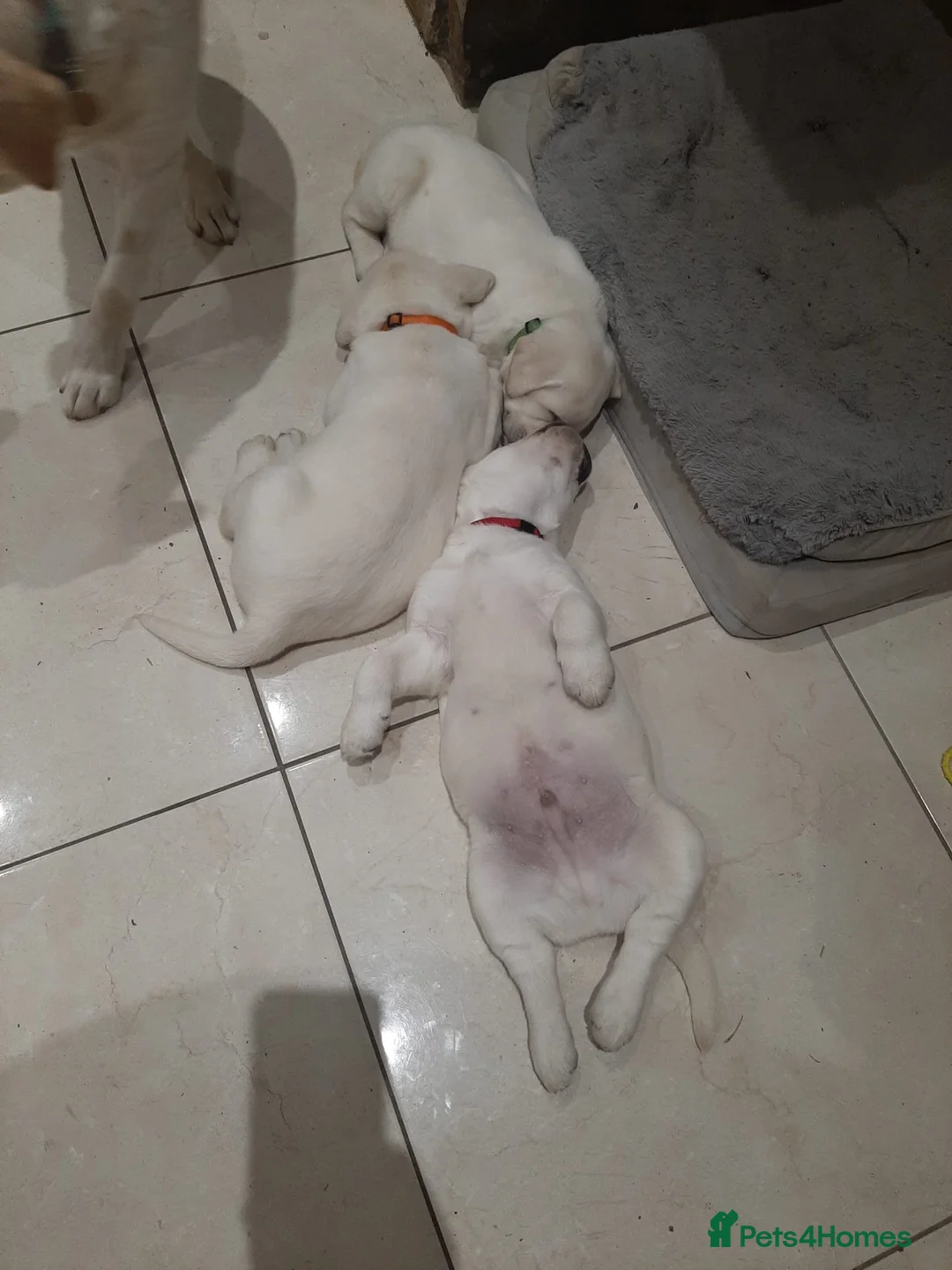 Labrador Retriever dogs for sale: Beautiful Labrador puppies  in Kilmarnock - Advert 3