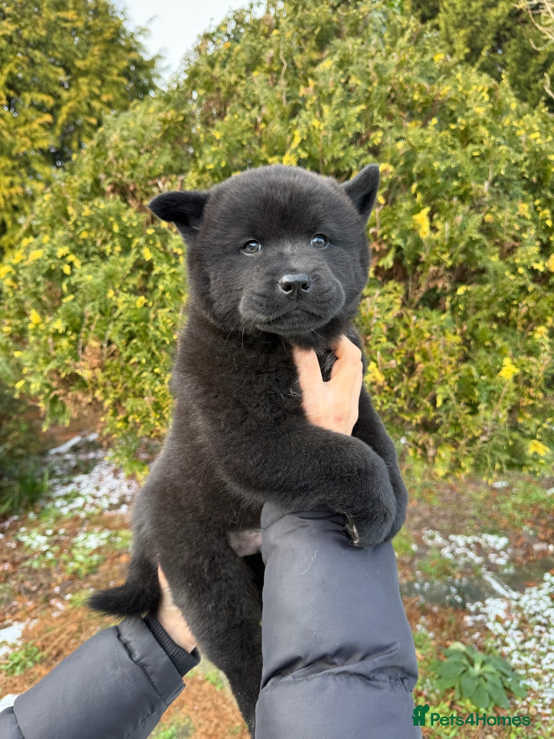 Mixed Breed dogs for sale: CHOWSKI PUPPYS READY TO GO!!  - Advert 2