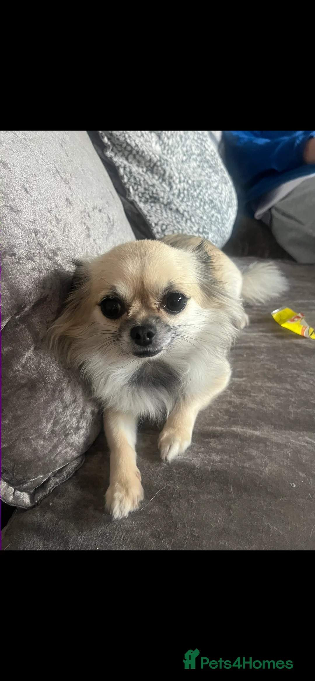 Chihuahua dogs for sale: Female Chihuahua  - Advert 1