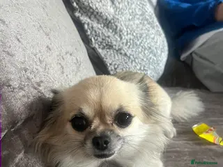 Chihuahua dogs Female Chihuahua - Advert 1