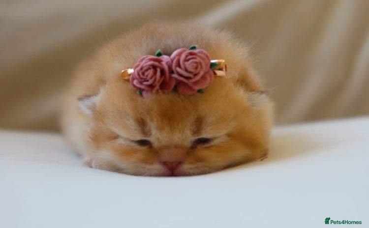 British Shorthair cats - Advert 11