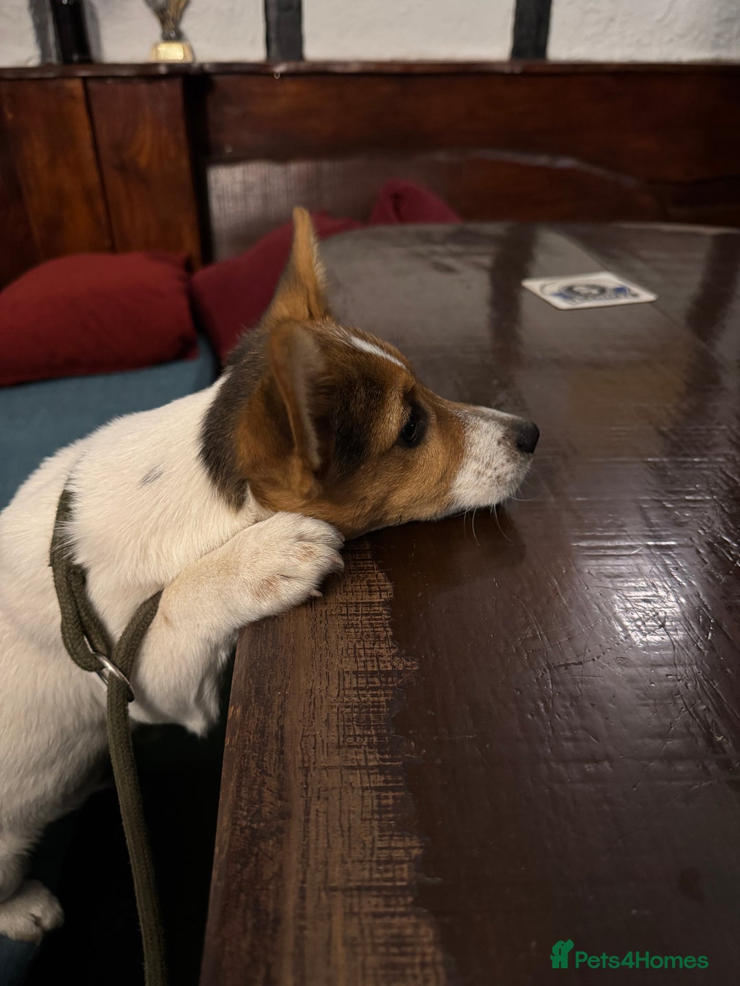 Jack Russell dogs for stud: Derek the Jack Russell looking for the ladies!  - Advert 6