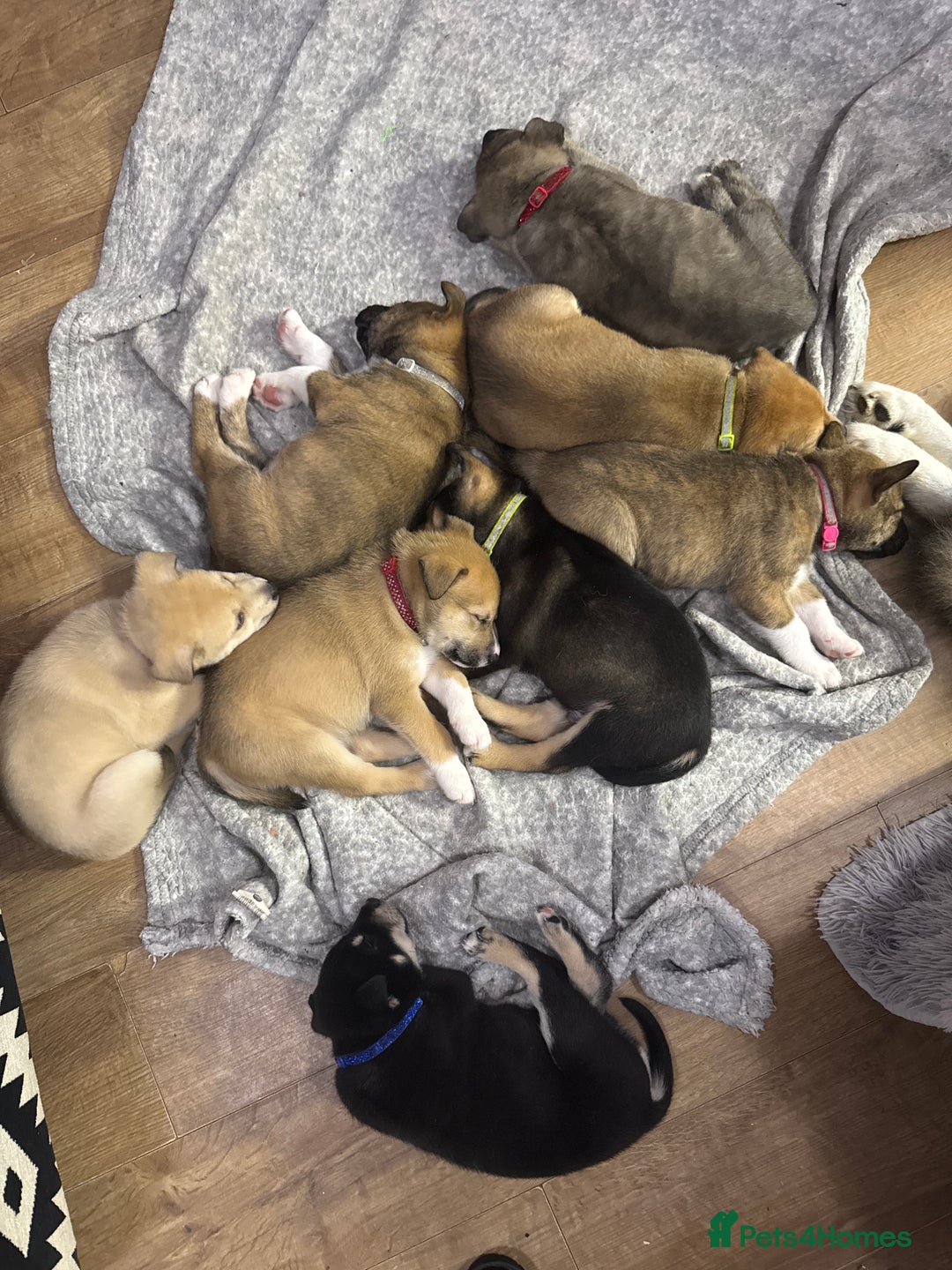 Mixed Breed dogs for sale: Malamute x puppies - Advert 22