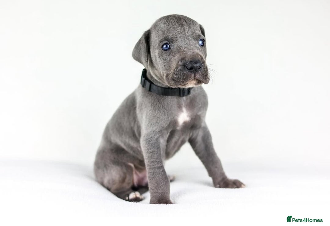 Great Dane dogs for sale: Waiting List Open - Advert 6