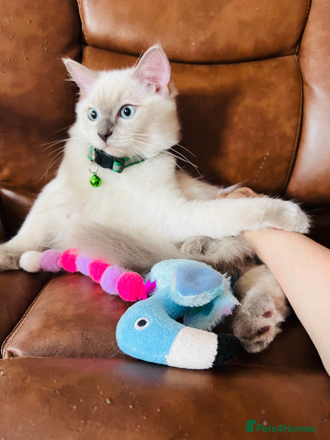 Ragdoll cats for sale: SILKY GCCF PEDIGREE RAGDOLL - Championline  in London - Image 24