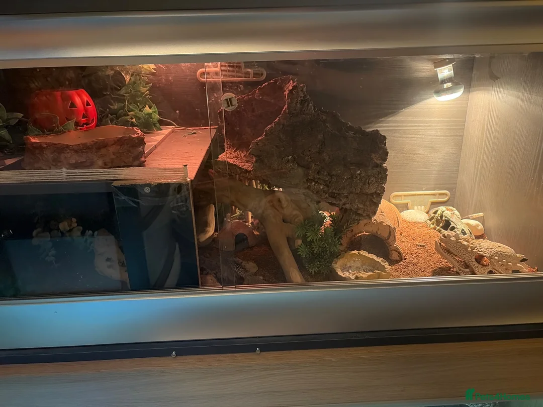 Leopard Gecko reptiles for sale: Stumpy and cocoa - Advert 2