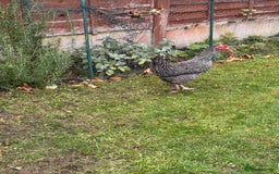 Chickens poultry for sale: x 8 Egg laying chickens  - Image 7