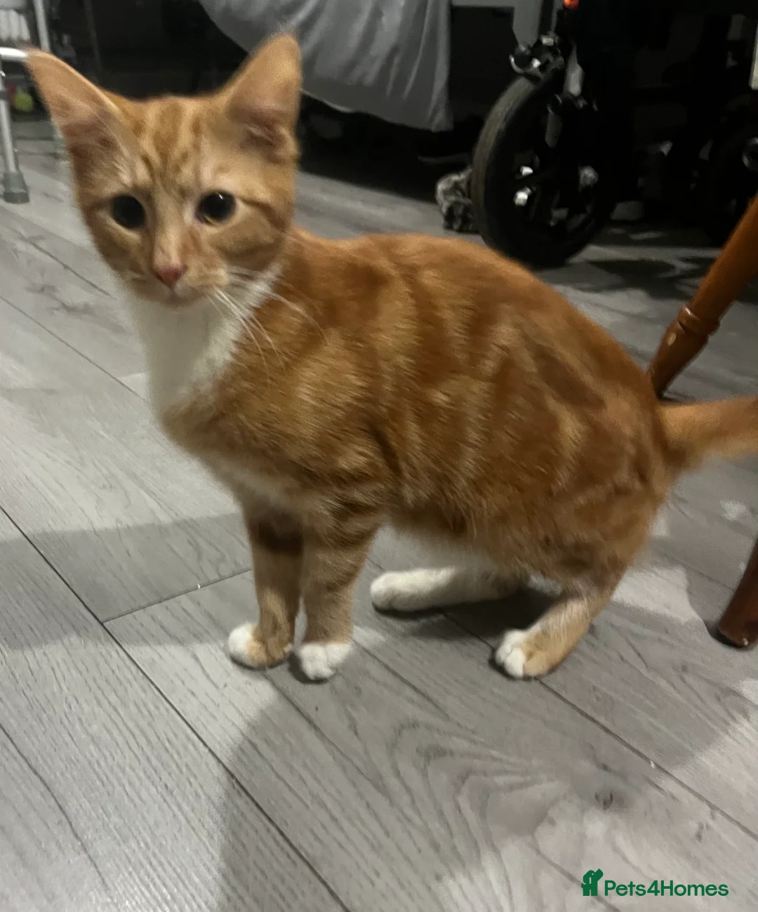 Mixed Breed cats for sale: Kittens - Advert 6