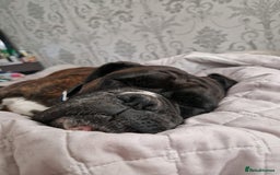 Boxer dogs for sale: 🏡 Loving Home Wanted for Brindle Boxer 🐾 - Image 2