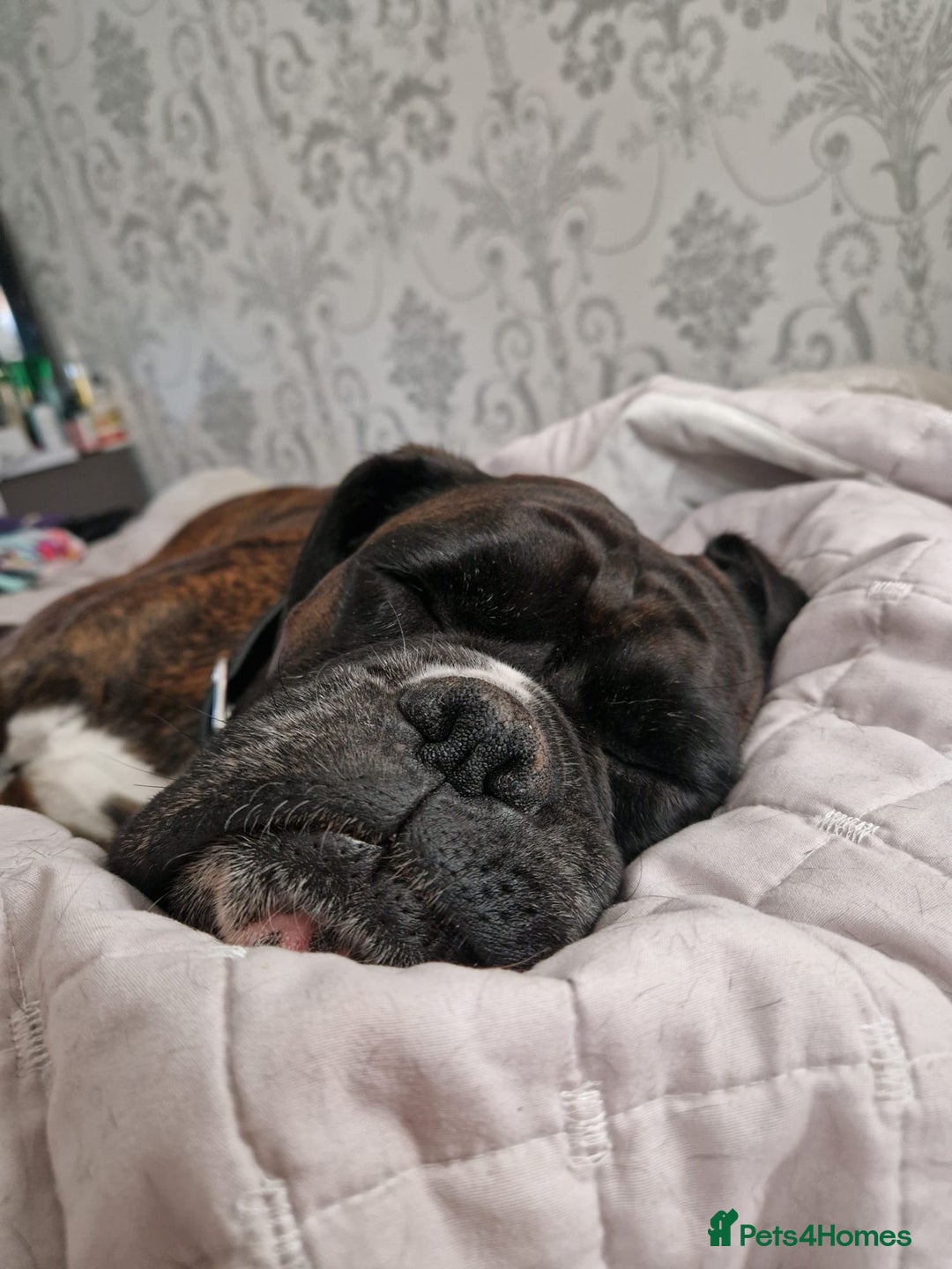 Boxer dogs for sale: 🏡 Loving Home Wanted for Brindle Boxer 🐾 - Image 2