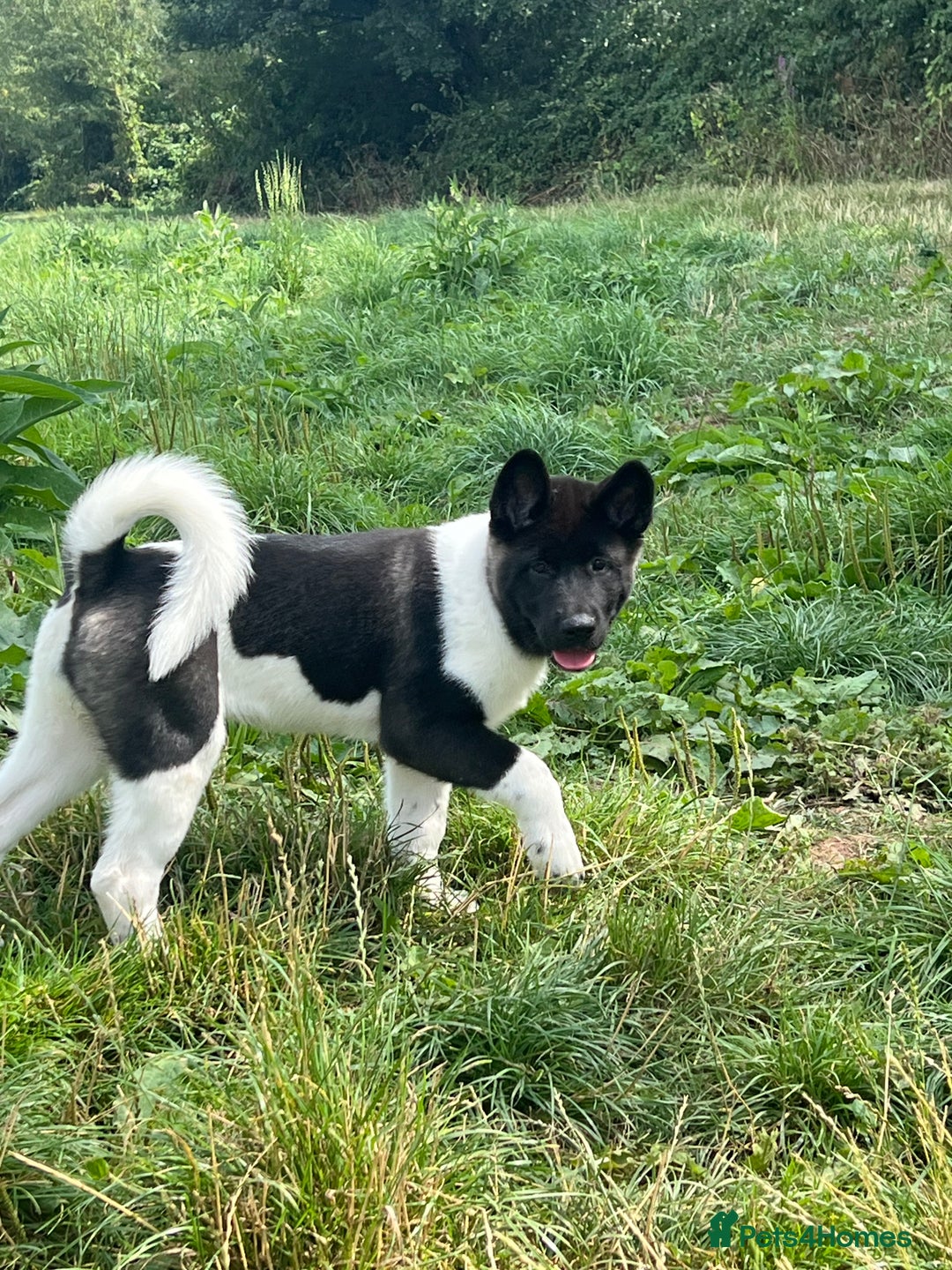 Akita dogs for sale: Beautiful American Akita puppy girl  - Image 3