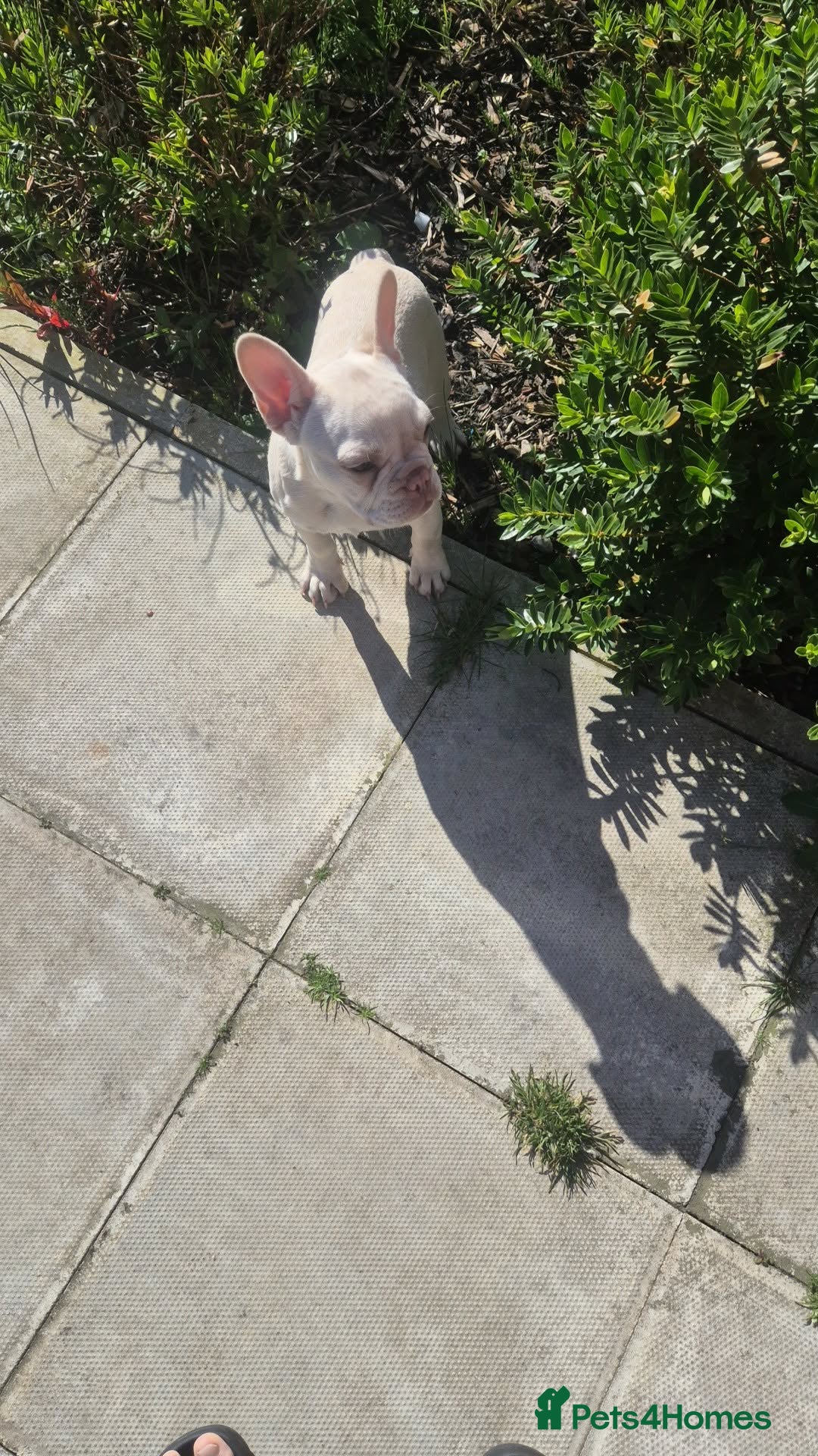 French Bulldog dogs for sale: Last female left French Bulldog Puppies  - Advert 5