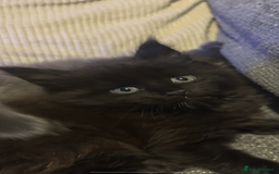Maine Coon cats for sale: 5 beautiful maine coones  - Image 2