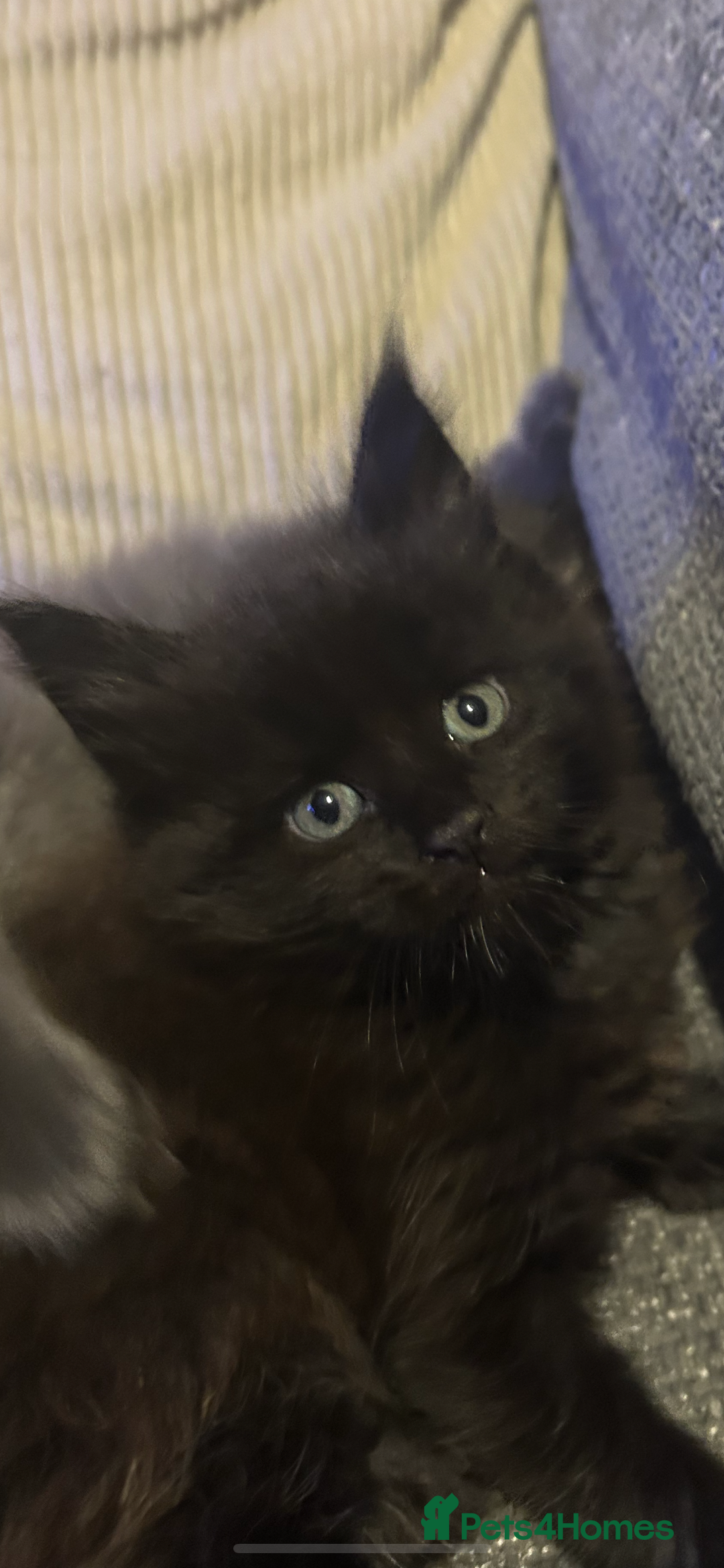 Maine Coon cats for sale: 5 beautiful maine coones  - Image 2